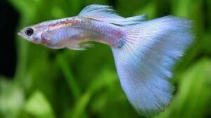 Silver Streak Flamingo Guppy