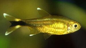 Silver Tip Tetra