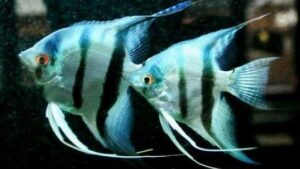 Silver Zebra Angelfish