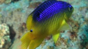 Similar Damselfish