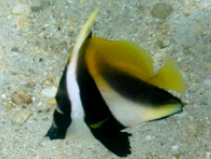 Singular Bannerfish