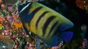 SixBanded Angelfish