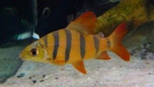 Six Banded Distichodus