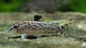 Sixray corydoras