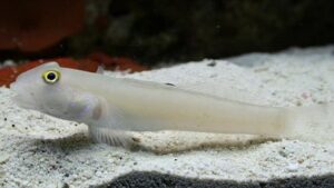 Sixspot Sleeper Goby