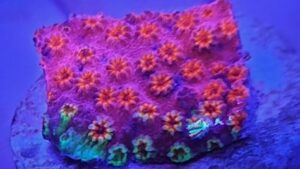 Skittles Bomb Cyphastrea