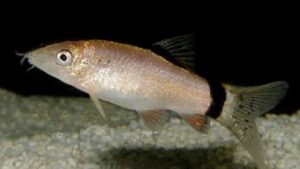 Skunk Botia Loach