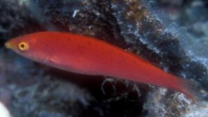 Smalltail Wrasse