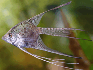 Smokey Leopard Veil Angelfish