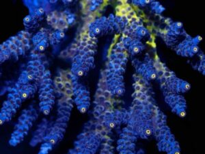 Smurf Signature Acro