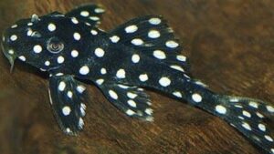 Snowball Pleco L102