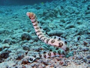Snowflake Eel