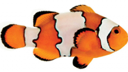 Snowflake Ocellaris Clownfish