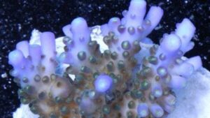 Solitaryensis Acropora