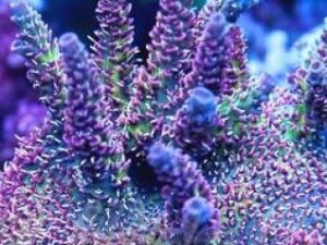 Somewhere Over the Rainbow Mille Acropora