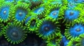 Sour Lemons Zoas
