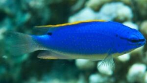 South seas Devil Damselfish