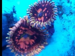 Space Chaos Zoas