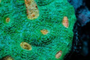 Space Invaders Chalice