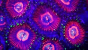Space Queens Zoas