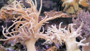 Spaghetti Finger Leather Coral