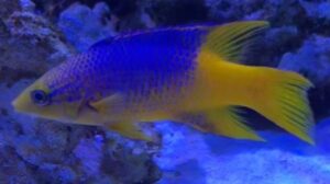 Spanish Hogfish