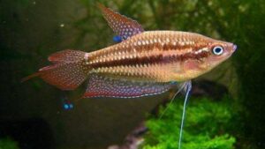 Sparkling Gourami