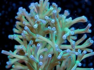 Speciosa Acropora