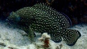 Speckled Grouper