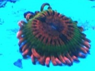 Speckled Krak Zoa