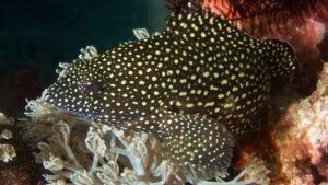Specklefin Grouper