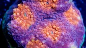 Spectrum Acan Echinata