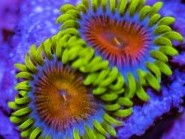 Spitfire Zoas
