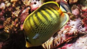 Spotband Butterflyfish