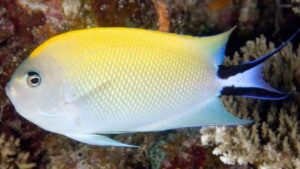 Spotbreast Angelfish