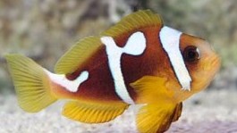 Spotcinctus Clownfish