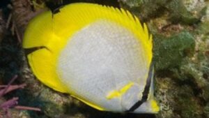 Spotfin Butterflyfish
