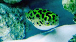 Spotted Congo Puffer