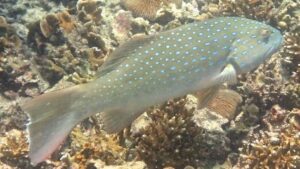 Spotted Coral Grouper