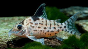 Spotted Corydoras
