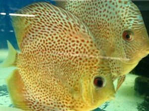 Spotted Eruption Discus