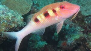Spotted Goatfish
