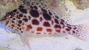 Spotted Hawkfish