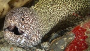 Spotted Moray