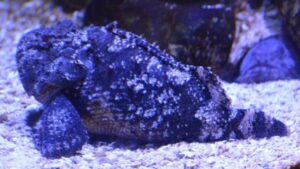Spotted Scorpionfish