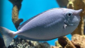 Spotted Unicornfish