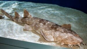 Spotted Wobbegong