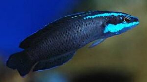 Springeri Dottyback