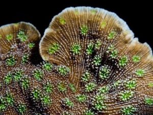 Sprung Stunner Echinopora