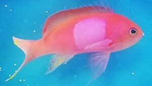 Squareback Anthias